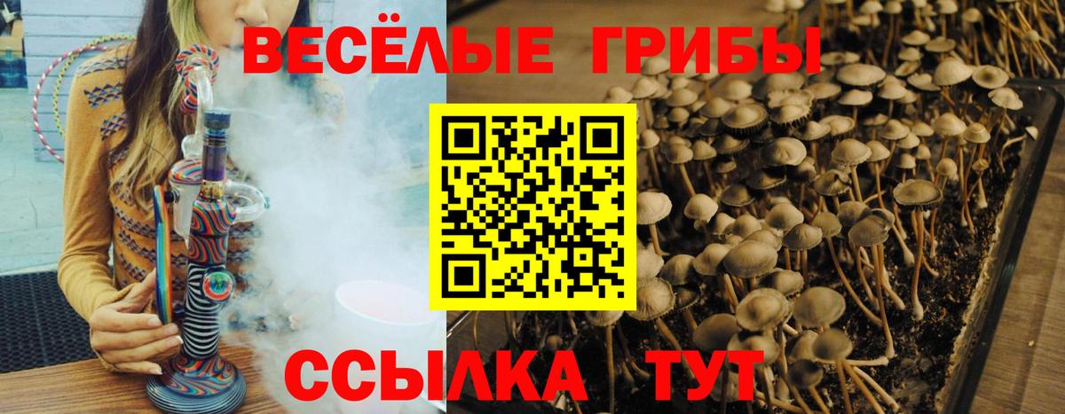 Псилоцибиновые грибы мицелий  Вход с VPN  купить наркоту  Шелехов 